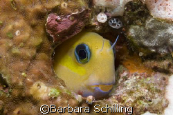 I hope you like this little guy peeking out of his "home" by Barbara Schilling 
